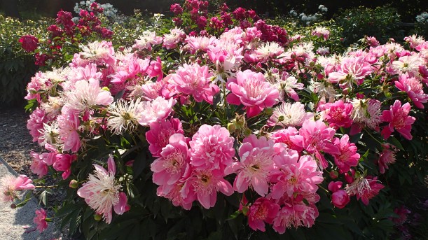 Can you smell the perfume?