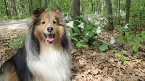 Trillium!  And me.  :)