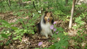 So pretty in the woods!