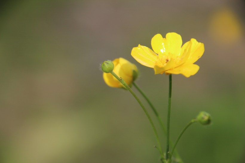 Is this a buttercup?  