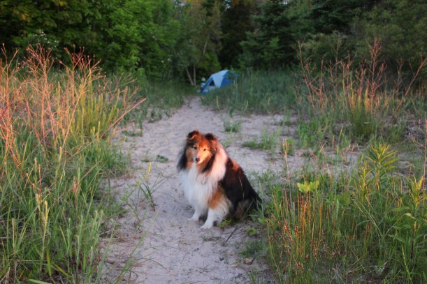 Morning light on my fur.