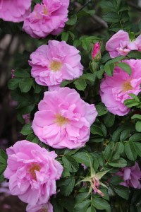 Imported Photos 00799