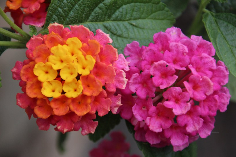 Imported Photos 00807