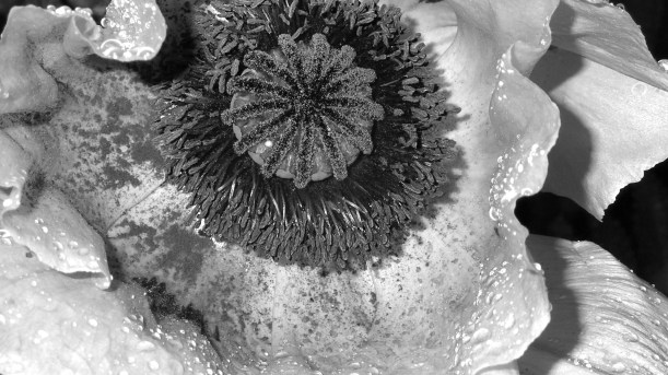 Poppy after the rain