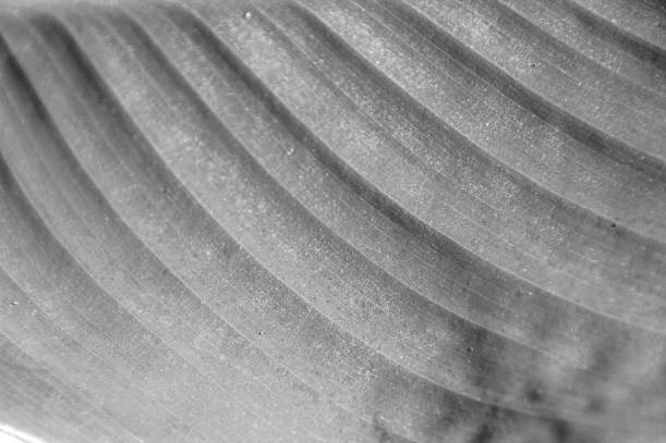 New spring canna leaf.