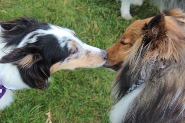 Sheltie kisses.