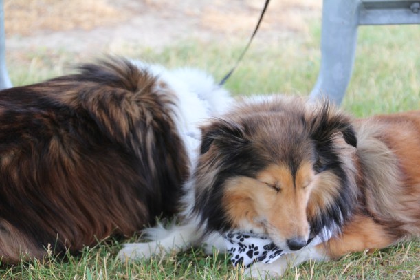 Cookie has the right idea.  Time for a nap!