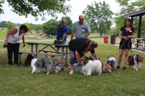 Lots of sheltie lovers.