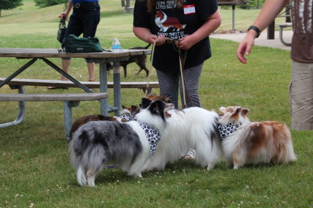 One lady.  Lots of shelties.