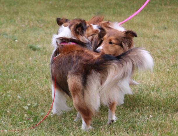 Sadie and a new friend.