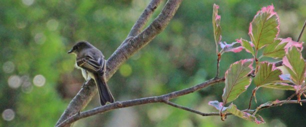 Checking out the buffet.