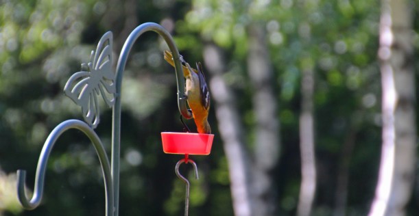 I'll just get a drink while I wait.