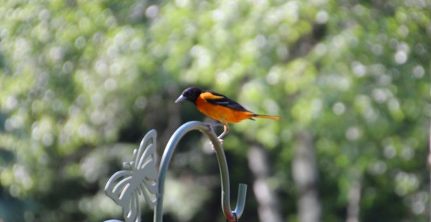 I demand fresh oranges!