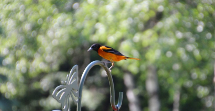 I demand fresh oranges!