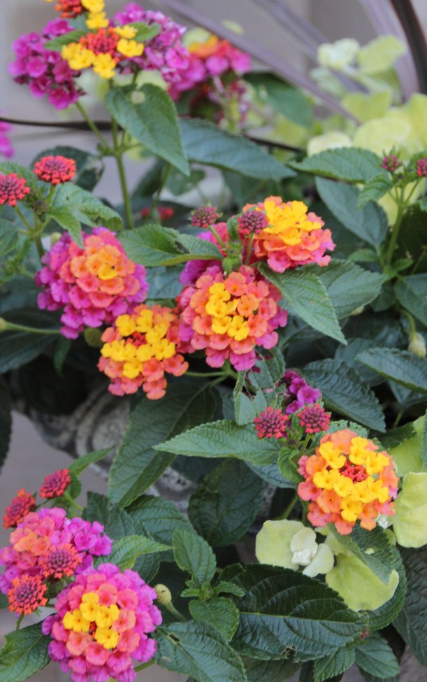 Such interesting shapes.