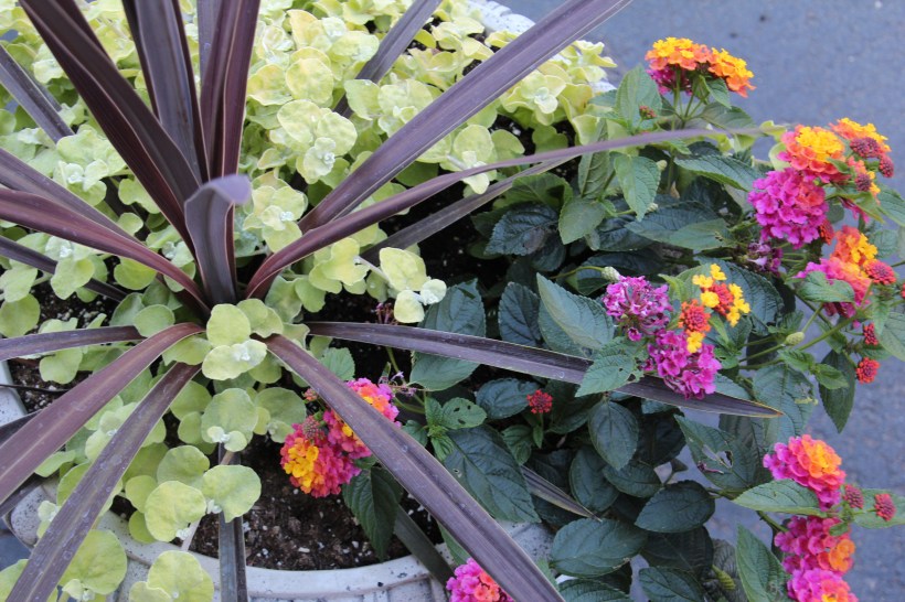 Love these colors together.