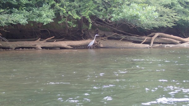 Mr. Blue watched us slide by.
