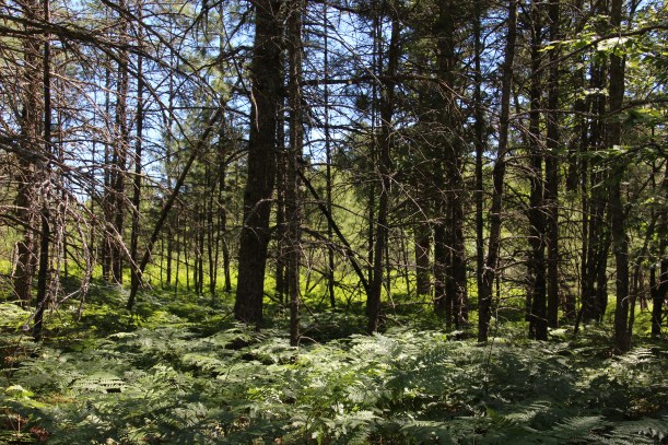 Just beyond the trees the sun made the ferns glow lime green.