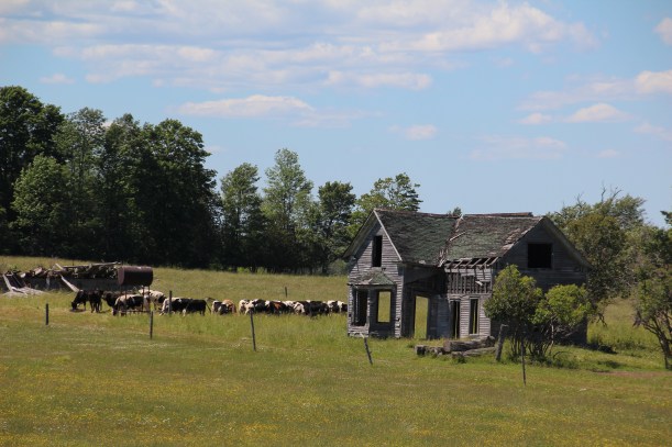 Looks like cows have moved into this house.