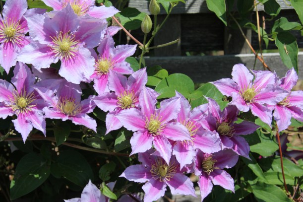 Happy flowering clematis.