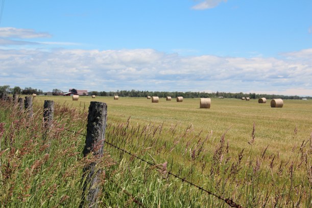 A fence can't contain the beauty.