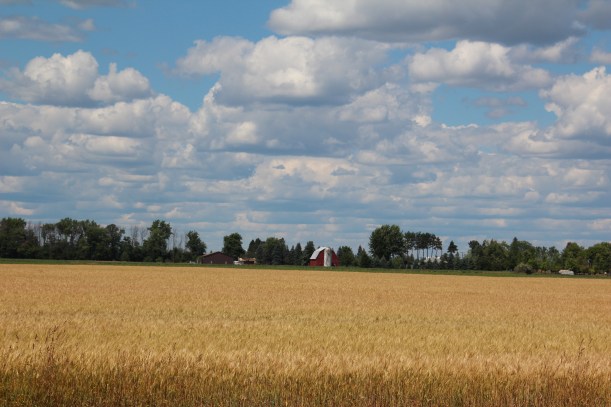 Wheat field, clouds and a barn.