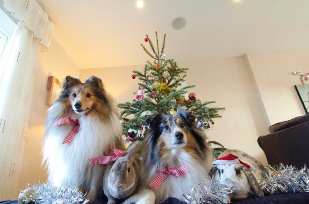 Ludo and Arran and the rabbitdogs pose for Crispmas.
