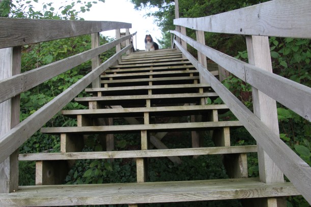 I'm not scared of these stairs mama!