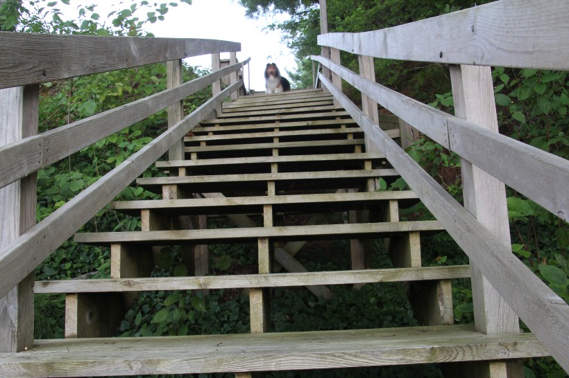 I'm not scared of these stairs mama!