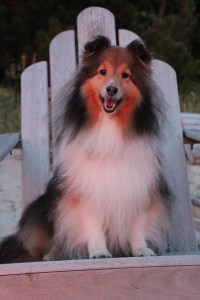 Sunset light makes me extra beautiful in my beach chair.