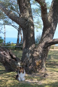 Peterson Park has a giant tree!
