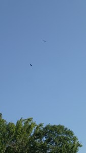 Ever hopeful circles.