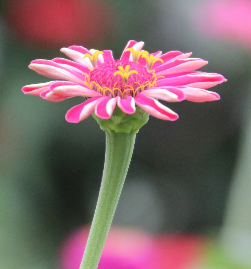 Imported Photos 00888 cropped 2