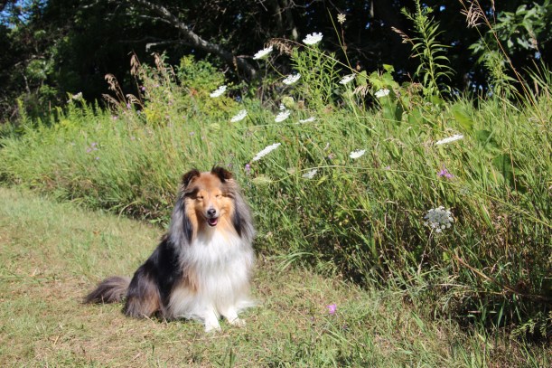 If you have a treat I'll sit!