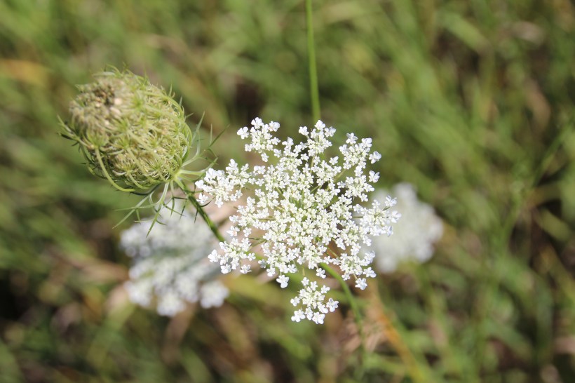 Late summer flower.