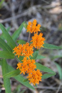 Only a little of this still in bloom.