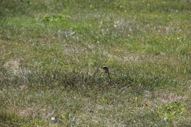 I was having so much fun I didn't even notice this guy.  Do you see him?