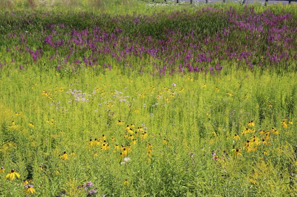 Natives and invasive mixed together, on our way out of the park.