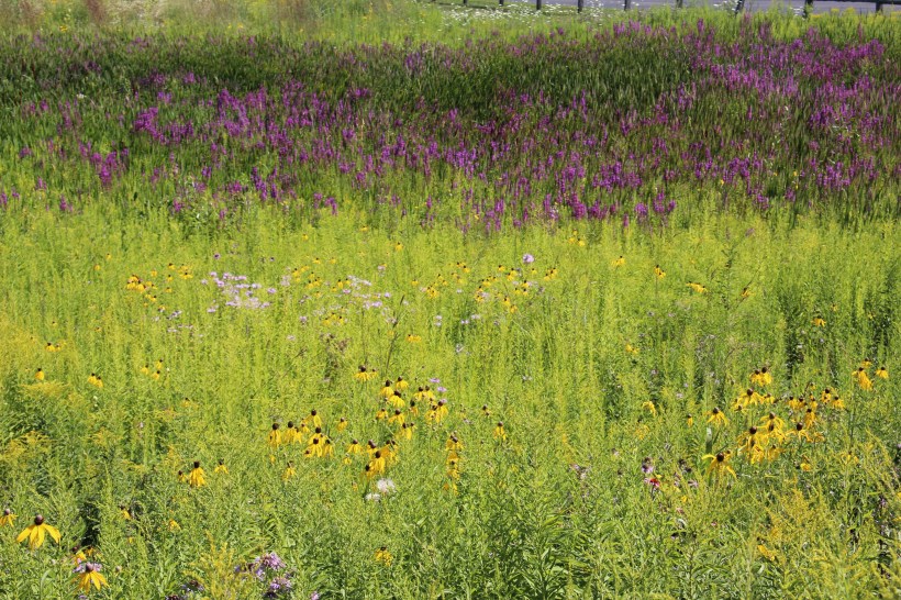 Natives and invasive mixed together, on our way out of the park.