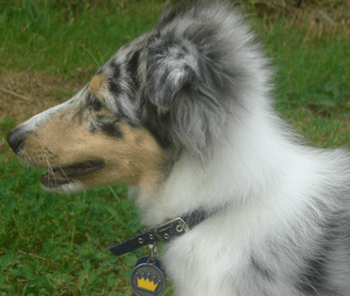 Ludo Ludwig Van Puppy