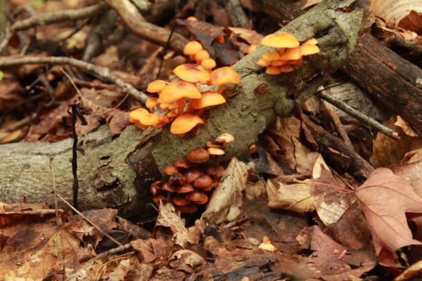 Orange is very in this fall.