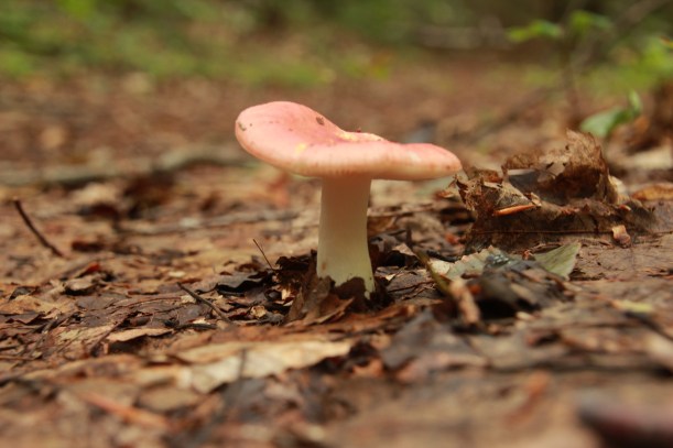Little red guy growing right in the middle of the path. So I couldn't ignore him.