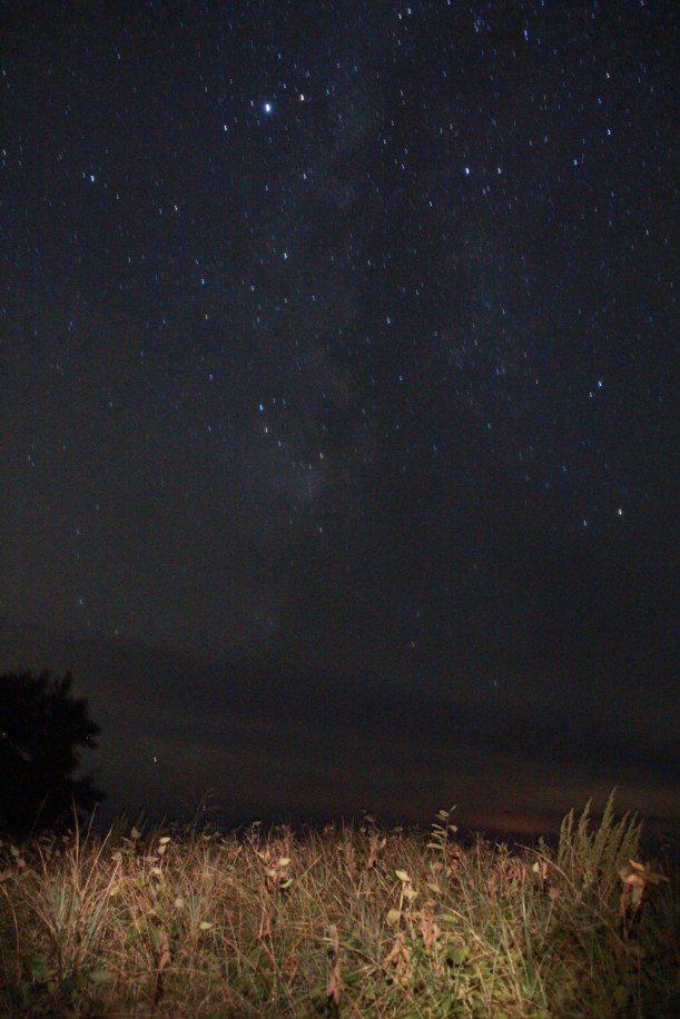 Beach grass under the stars.