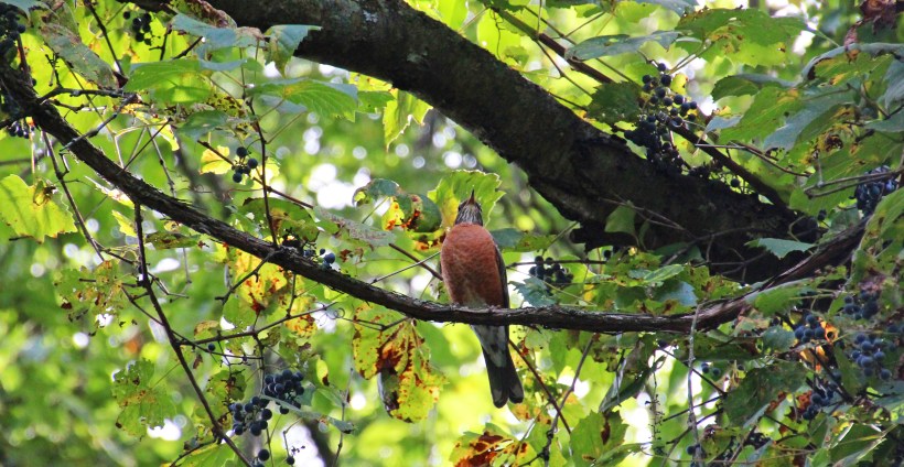 Looks like a good lunch up there!