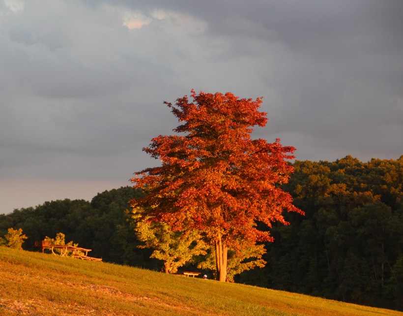 Looks like fall visited this tree early.