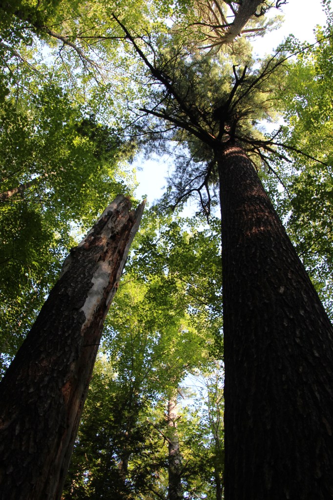 Definitely taller than me!