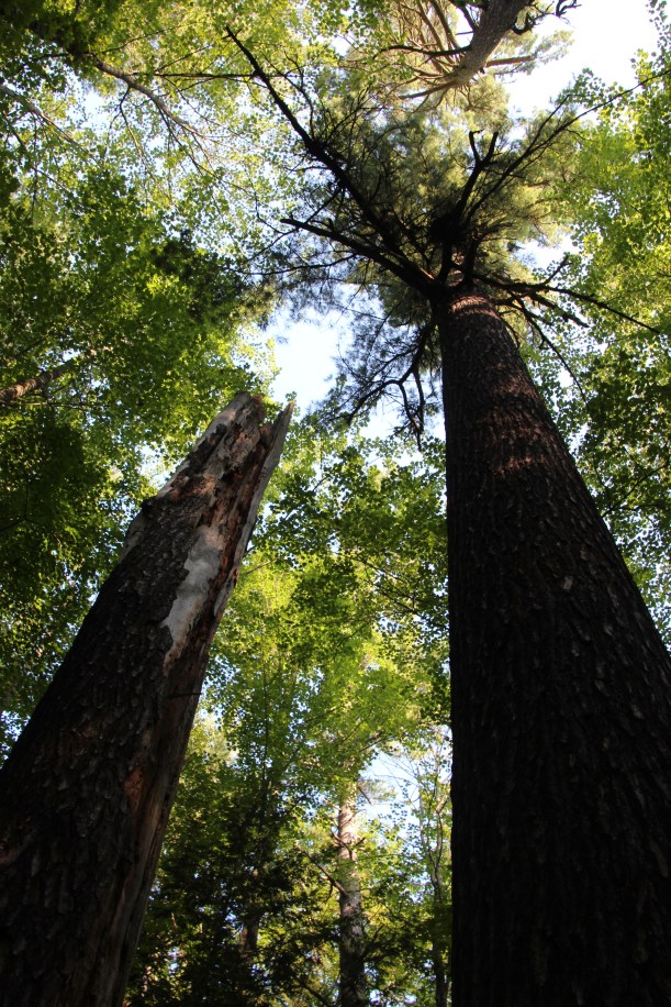 Definitely taller than me!