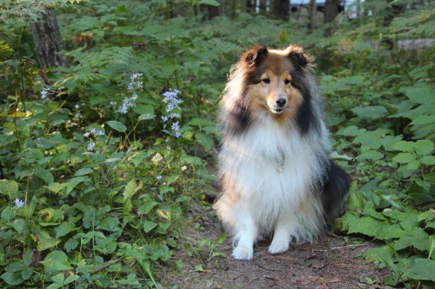 Asters and morning light at our campsite.