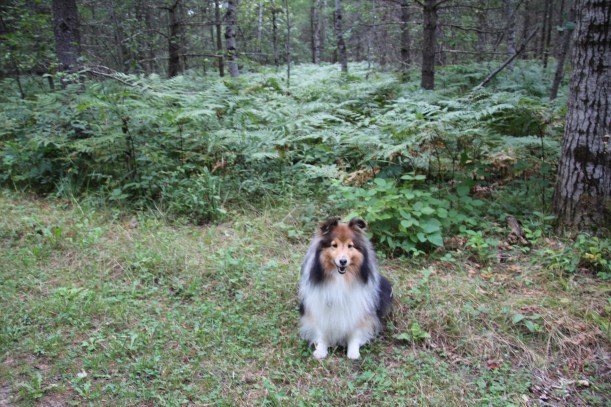 These ferns are taller than me!
