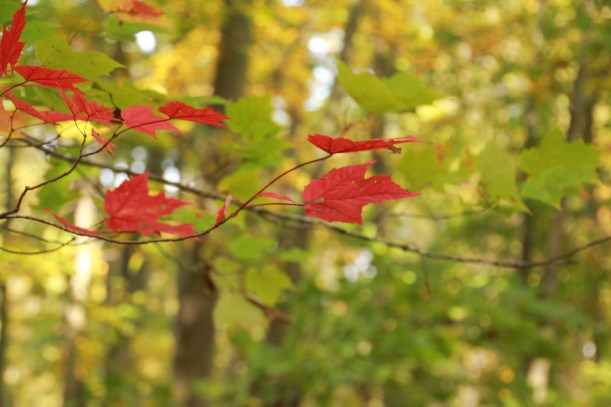 Standing out in all that green.